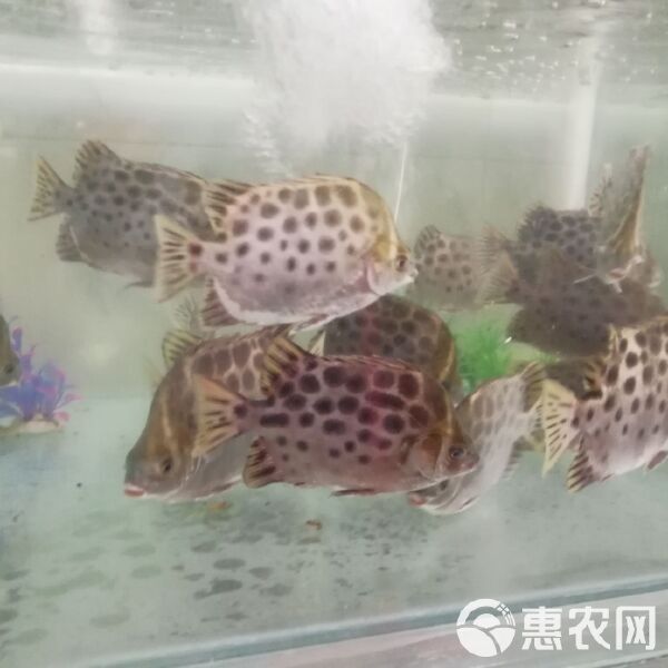 金鼓魚多少錢一斤