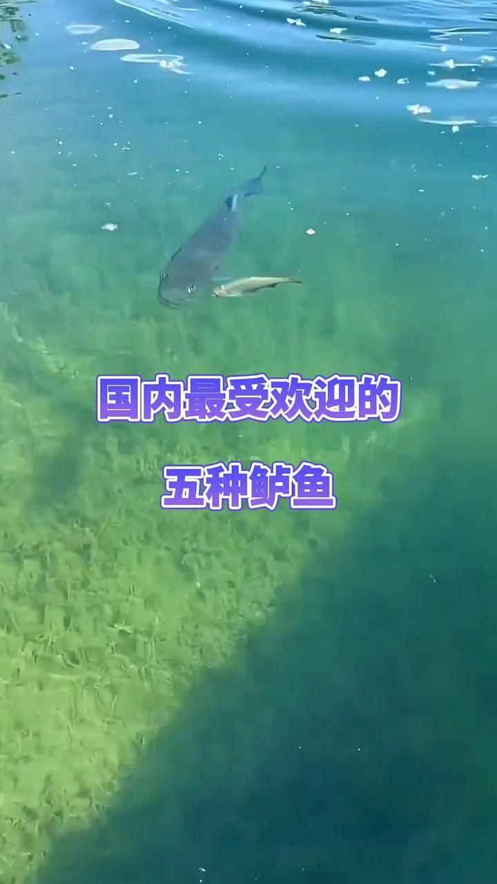 鱸魚有幾種
