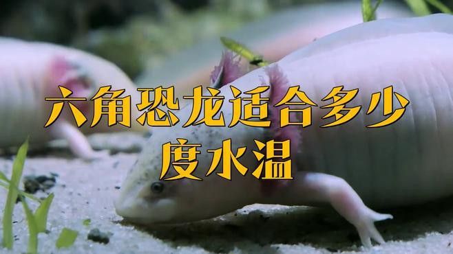 如何為六角龍創造適宜的水溫？