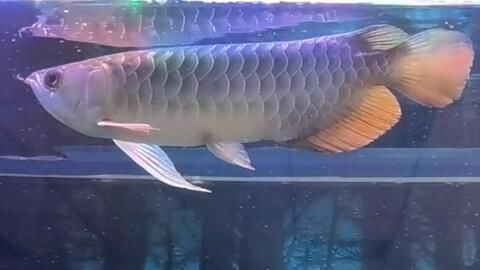 喂銀龍魚的小魚,一次放多少進缸養：喂銀龍魚的小魚數量應根據銀龍魚的體長來決定以下是具體的喂食建議