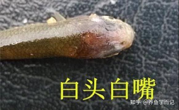 有哪些藥物可以有效治療龍魚嘴上的白色肉球？