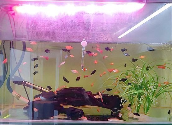 有哪些藥物可以有效治療龍魚嘴上的白色肉球？