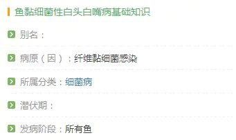 有哪些藥物可以有效治療龍魚嘴上的白色肉球？