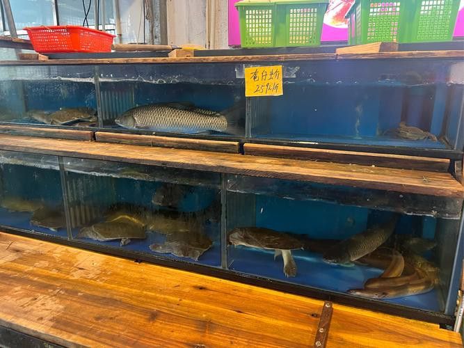 廣州花鳥市場批發龍魚價格查詢
