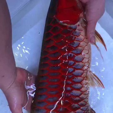 廣州花鳥市場批發龍魚價格查詢