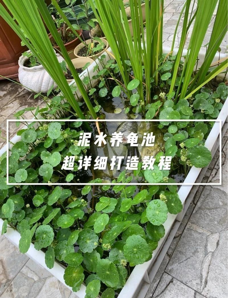 黑底泥池生態配置方法