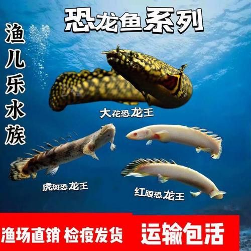 虎斑恐龍魚食量大嗎圖片大全
