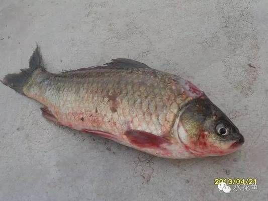 龍魚水質(zhì)標準表格：龍魚水質(zhì)標準表，科學養(yǎng)魚的關(guān)鍵指南