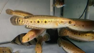 龍魚和雷龍魚的區別是什么：龍魚和雷龍魚的區別