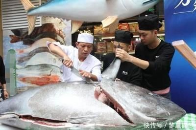 金龍魚和金槍魚哪個貴：探討金龍魚和金槍魚的價格哪個更貴金槍魚價格昂貴