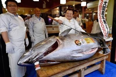 金龍魚和金槍魚哪個貴：探討金龍魚和金槍魚的價格哪個更貴金槍魚價格昂貴