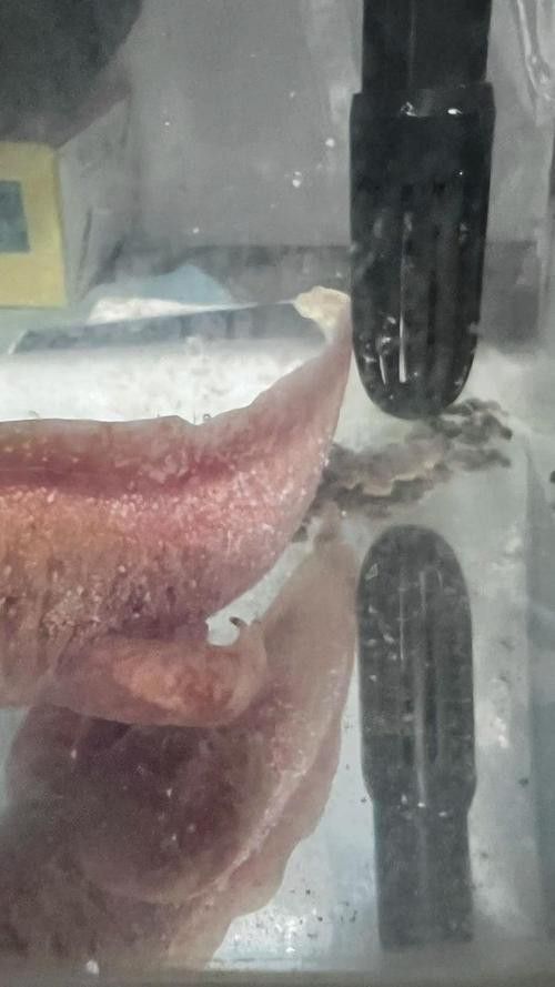 六角恐龍魚身上有白色絮狀物圖片