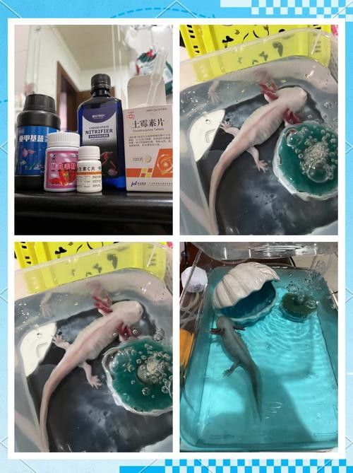 六角恐龍魚身上有白色絮狀物圖片