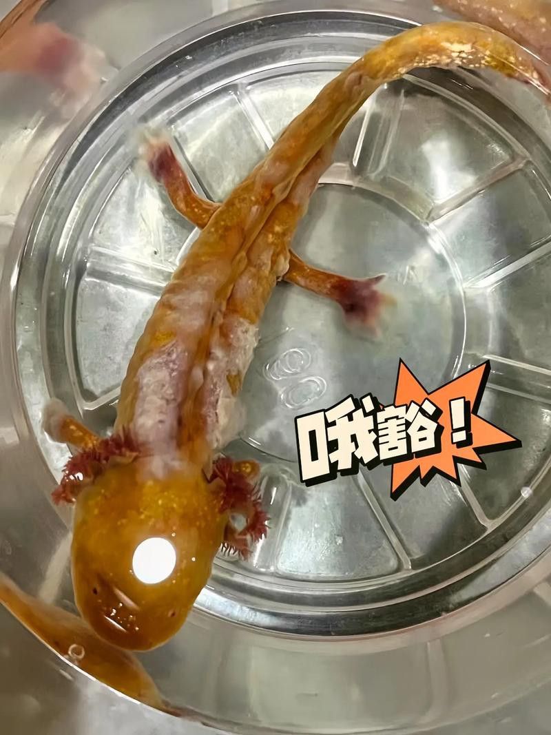 六角恐龍魚身上有白色絮狀物圖片