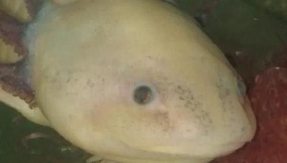 六角恐龍魚身上有白色絮狀物圖片