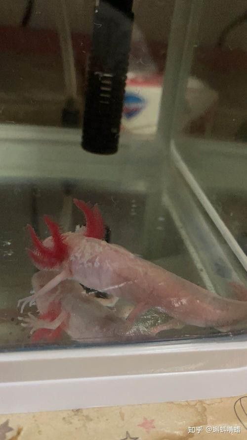 六角恐龍魚身上有白色絮狀物圖片