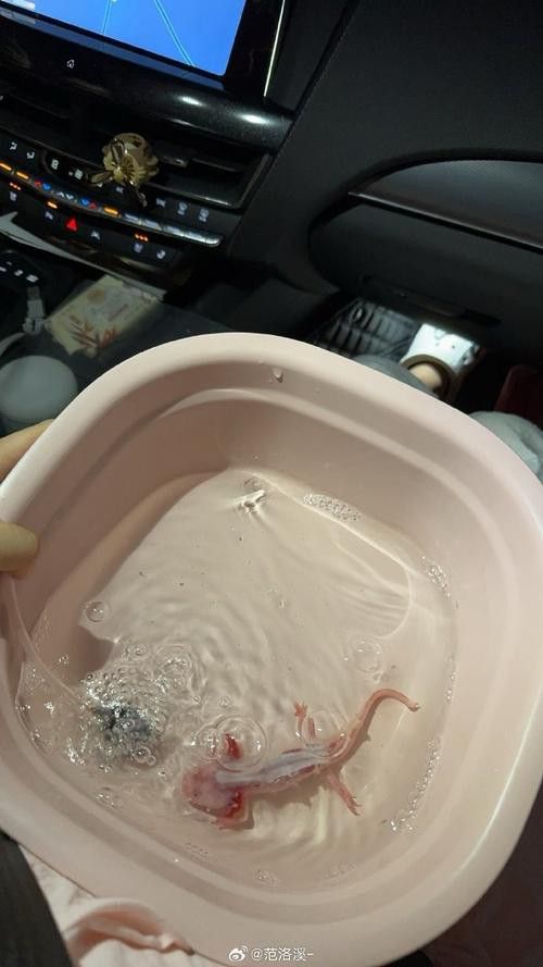 六角恐龍魚身上有白色絮狀物圖片