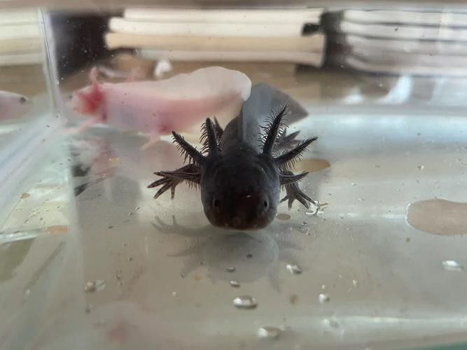 六角恐龍魚身上有白色絮狀物圖片