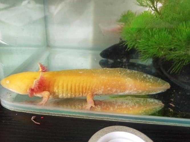 六角恐龍魚身上有白色絮狀物圖片