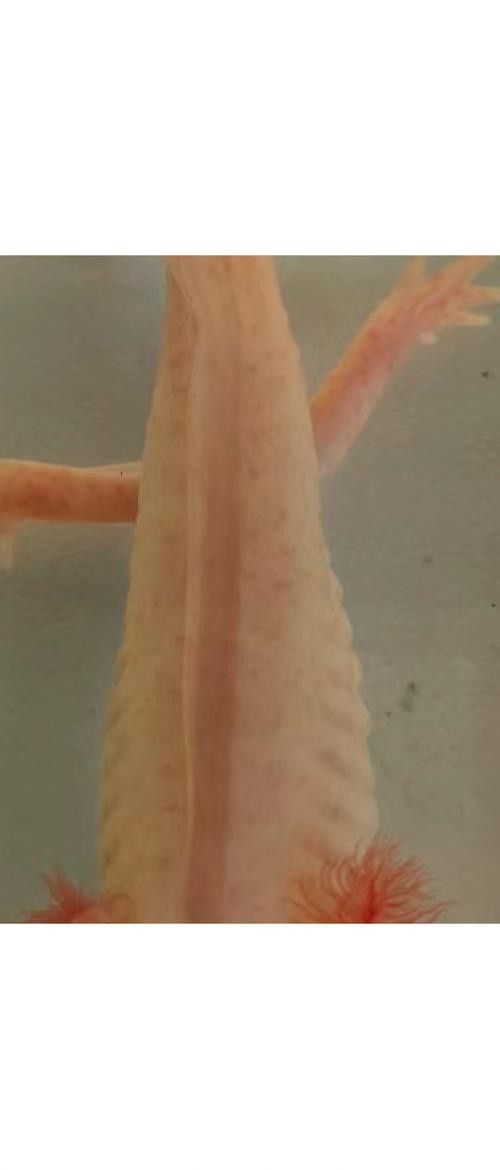 六角恐龍魚身上有白色絮狀物圖片