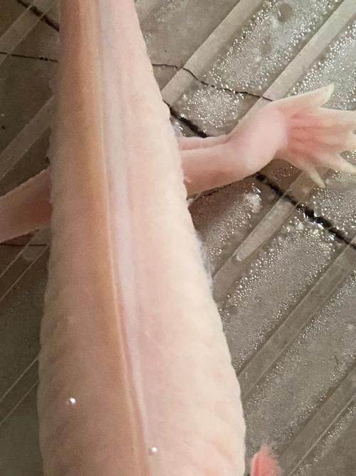 六角恐龍魚身上有白色絮狀物圖片