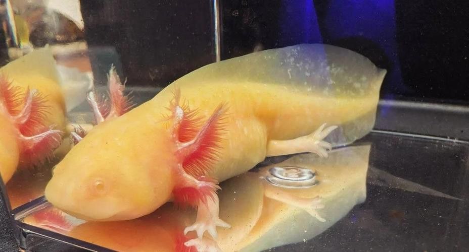 六角恐龍魚身上有白色絮狀物圖片