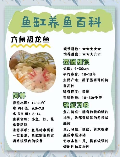 六角恐龍魚身上有白色絮狀物圖片