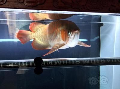 龍魚一天開多少時間燈（龍魚的光照時間對健康和色澤有影響嗎？）