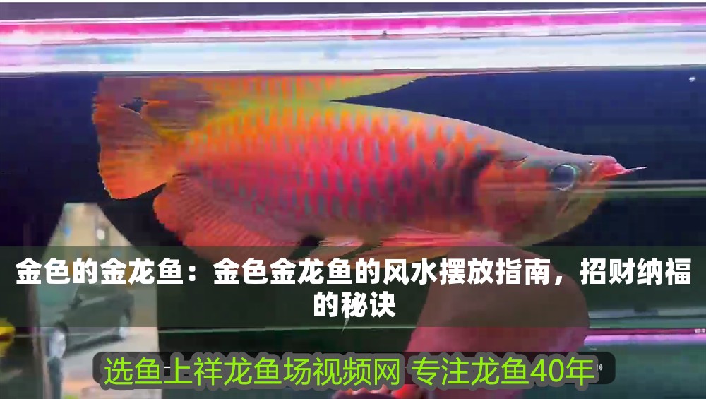 金色的金龍魚：金色金龍魚的風(fēng)水?dāng)[放指南，招財納福的秘訣