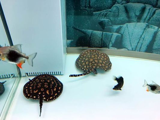 彩蝶魚缸a款圖片高清（彩蝶魚缸a款在京東的評價）