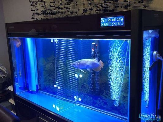 彩蝶魚缸a款圖片高清（彩蝶魚缸a款在京東的評價）