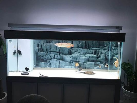 彩蝶魚缸a款圖片高清（彩蝶魚缸a款在京東的評價）