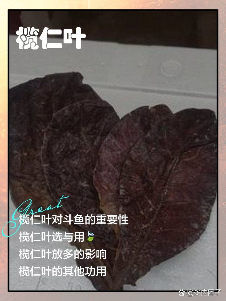欖仁葉適合龍魚(yú)缸嗎