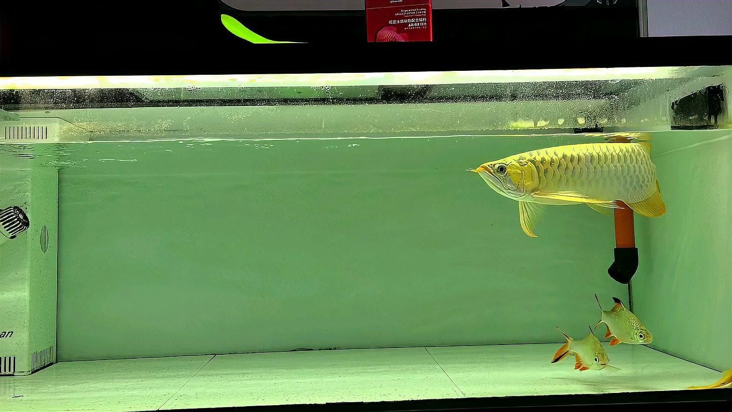 紅龍魚魚缸里能長多大的魚苗 紅龍魚魚缸里能長多大的魚苗 龍魚百科 第2張