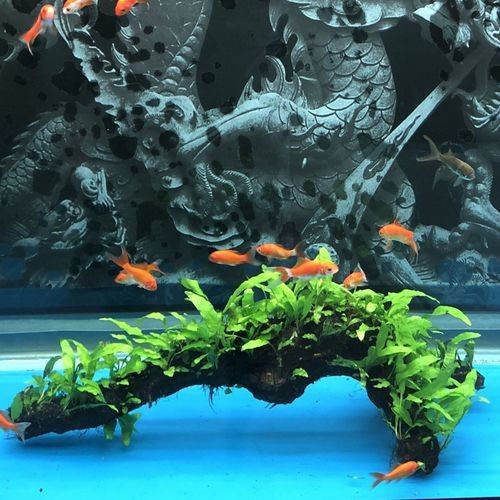 龍魚缸中應該放哪些水草？