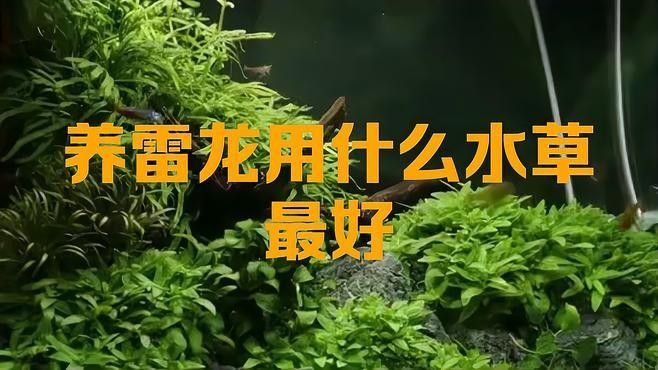 龍魚缸中應該放哪些水草？