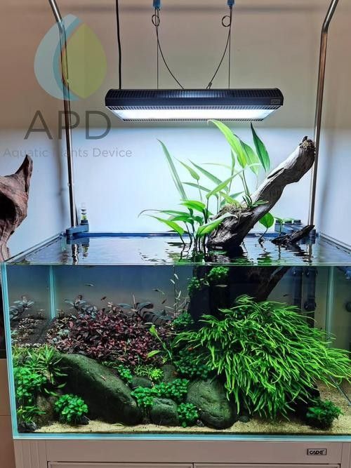 龍魚缸中應該放哪些水草？