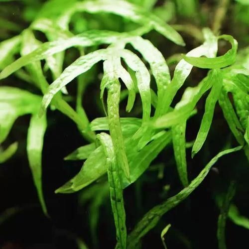 龍魚缸中應該放哪些水草？