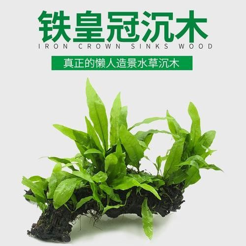 龍魚缸中應該放哪些水草？