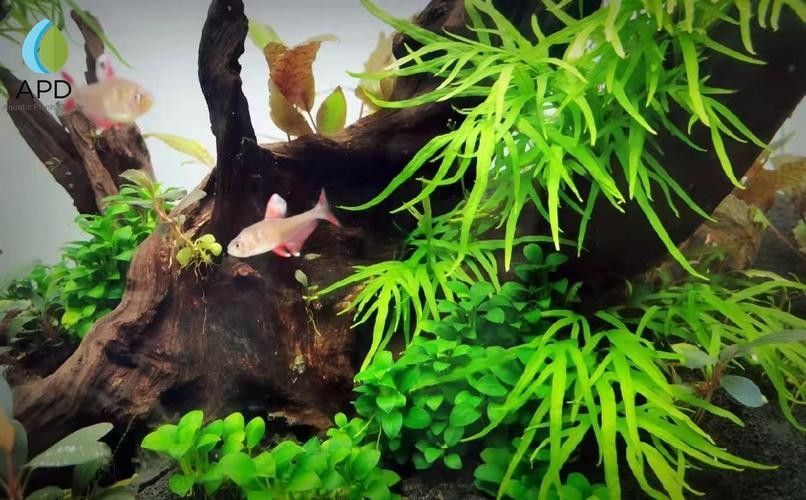 龍魚缸中應該放哪些水草？