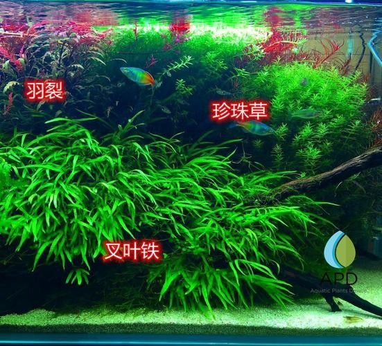龍魚缸中應該放哪些水草？