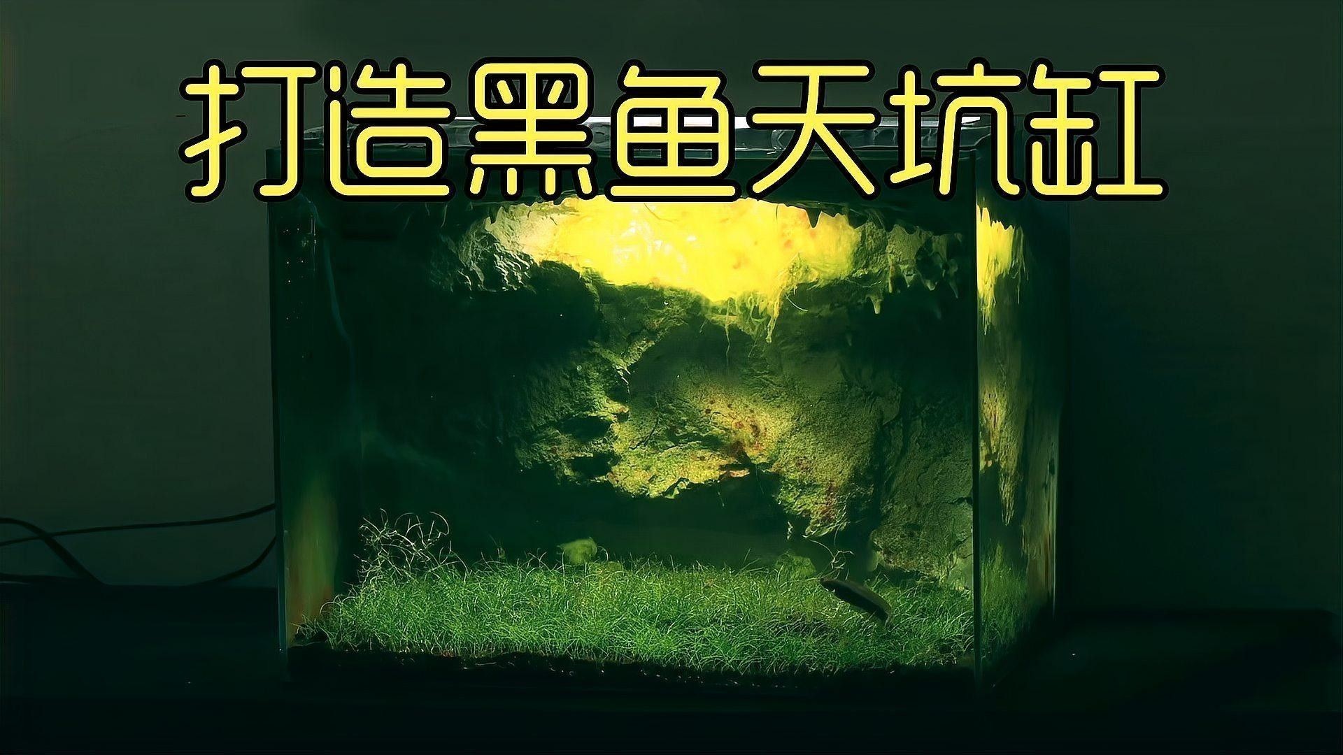龍魚缸中應該放哪些水草？