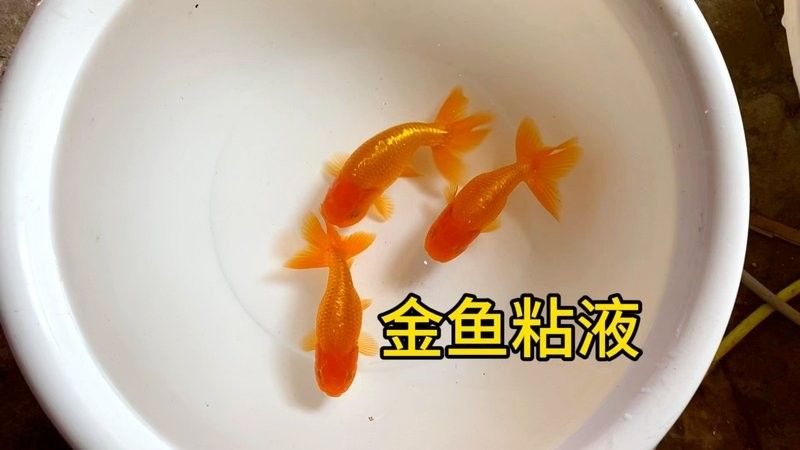 雷龍魚體表黏液是否會引起過敏？