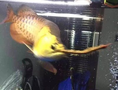 龍魚張嘴空咬什么病(龍魚張嘴空咬什么病龍魚張嘴空咬什么病龍魚張嘴空咬癥狀分析) 龍魚百科 第2張 龍魚張嘴空咬什么病(龍魚張嘴空咬什么病龍魚張嘴空咬什么病龍魚張嘴空咬癥狀分析) 龍魚張嘴空咬什么病(龍魚張嘴空咬什么病龍魚張嘴空咬什么病龍魚張嘴空咬癥狀分析) 龍魚百科 第2張