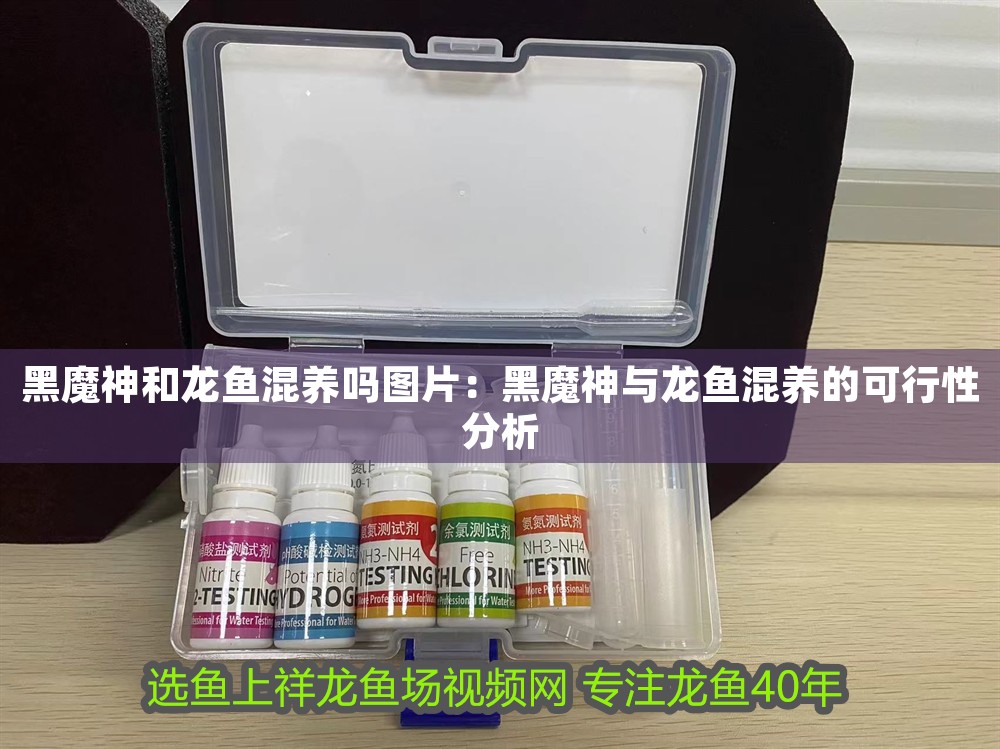 黑魔神和龍魚混養嗎圖片：黑魔神與龍魚混養的可行性分析