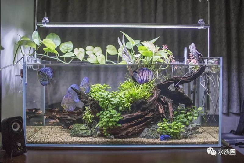 紅龍魚多久發色出來（紅龍魚多久發色出來的） 紅龍魚多久發色出來（紅龍魚多久發色出來的） 龍魚百科 第2張