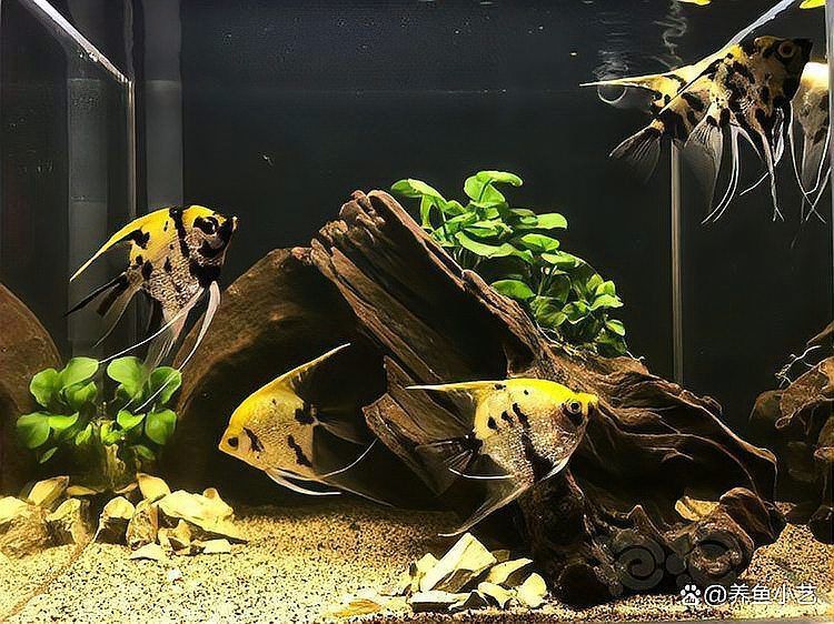 紅龍魚多久發色出來（紅龍魚多久發色出來的） 紅龍魚多久發色出來（紅龍魚多久發色出來的） 龍魚百科 第3張