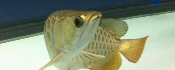 龍魚拉細長便便的原因（龍魚拉細長便便可能是由多種因素引起）