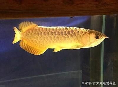 古典金龍魚的飼養條件：古典金龍魚的飼養條件包括了水質、光照、飼料等方面的要求