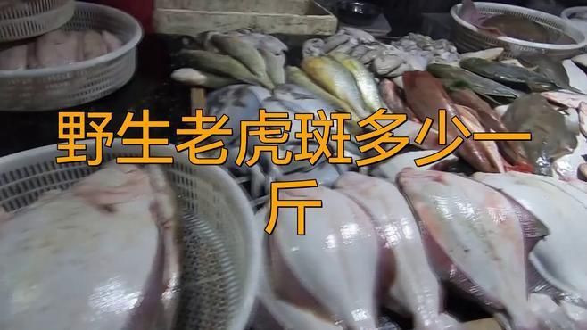 老虎斑魚2025價格